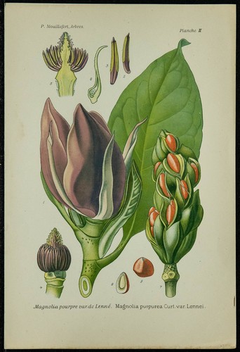 1898ca magnolia pourpre - 1898ca,