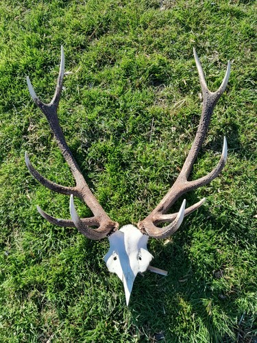 Massacre cerf cors - cerf, 10