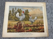 Antique Silver Sebright Bantams Litho I Porter Poultry World Art Boston Animal