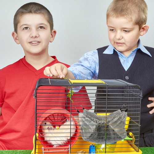 Lit suspendu cage - cage, cobayes