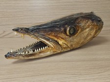 Ancienne tête de brochet