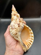 7.87" / 20cm - Parfait état 