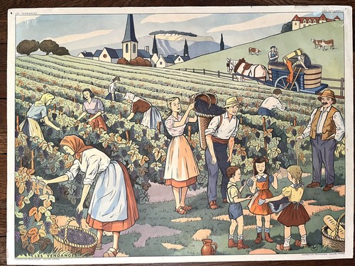 Ancienne affiche scolaire - 🍇,
