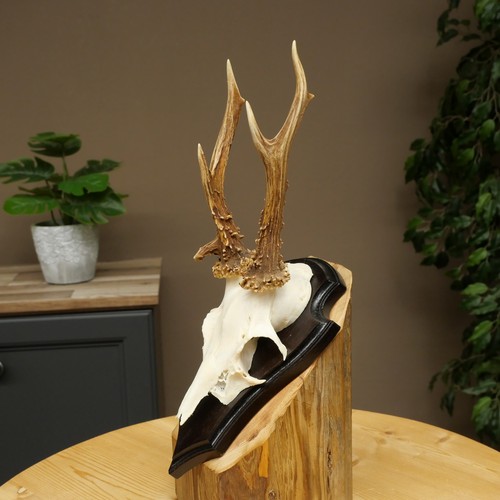 Rehbock chevreuil bock - bois, de