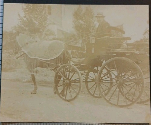 D33 cambes une calèche cheval - d33,