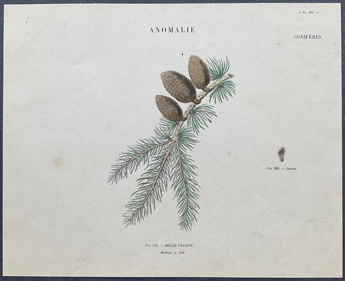 Herbier mélèze europe - herbier, d'europe
