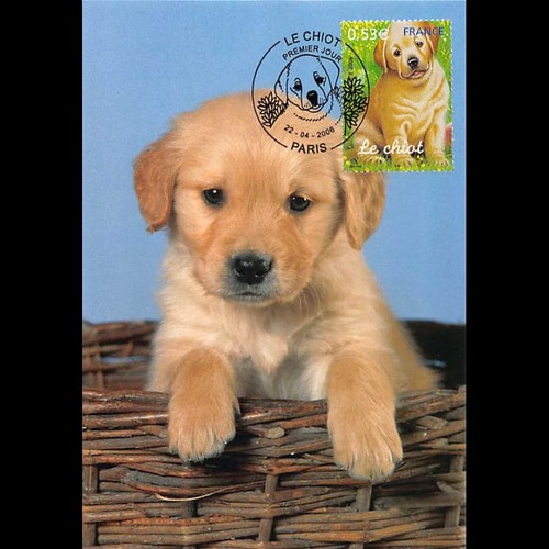 Cef animaux domestiques - animaux,