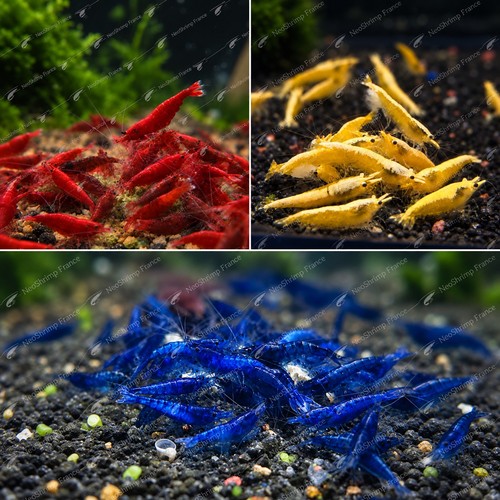 Lot crevettes 3 - lot, de