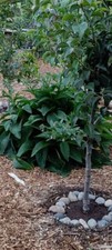 Russian Comfrey Live Root Cuttings - Bocking 14 Cultivar (15 rhizomes)