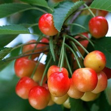Cerisier Bigarreau 'Coeur de