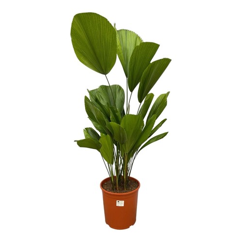Palmier rayonnant grandes - rayonnant,