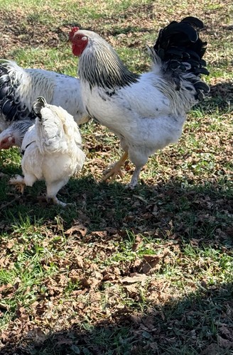 2 extra light brahma - extra,