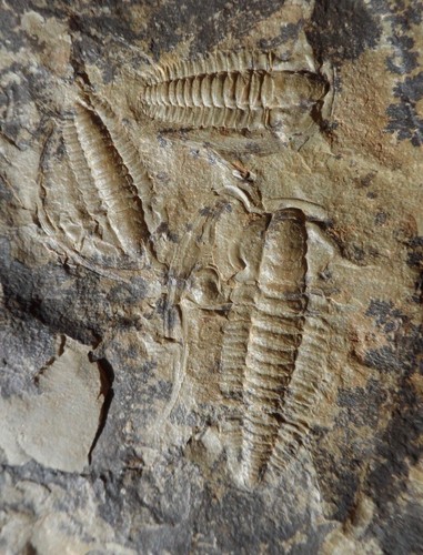 Trilobite cambrien maroc - du,