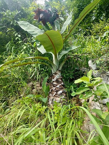 Ensete lecongkietii 100 - lecongkietii,