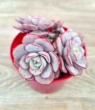 Echeveria 'Subcorymbosa Lau