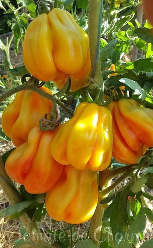 Graines tomate très - graines,