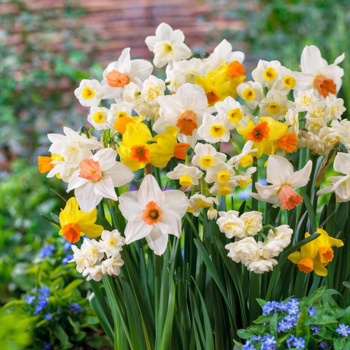 Bulbes jonquilles rustique - de,