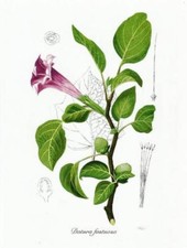 Postcard Datura Fastuosa (Angel Trumpet) Botanical Drawing MINT Unused