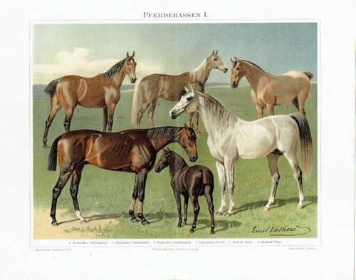 Chevaux shetland poney - shetland,