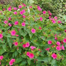 30 Graines de Belle de Nuit -