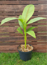 MUSA Basjoo, BANANIER Basjoo 50cm!!