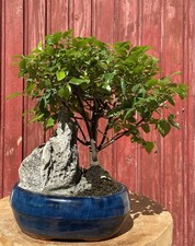 BONSAÏ SUR ROCHE SAGERETIA