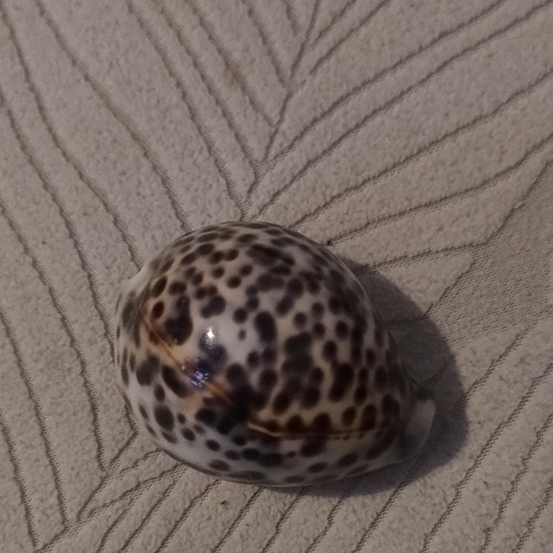 Cypraeidae cypraea coquillage - cypraea,