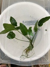 Anubias Nana LARGE 10+ Inches Aquarium Plant