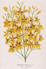 Oncidium Aurosum Peru Orchid orchid botany van Houtte Lithograph