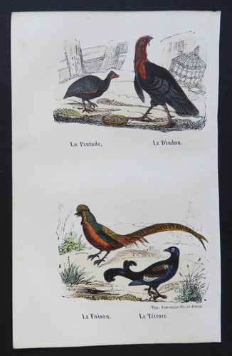 Buffon début 19ème - -, gravure