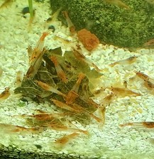 12 Crevettes caridines rillis