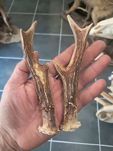 Paire bois chevreuil - bois,
