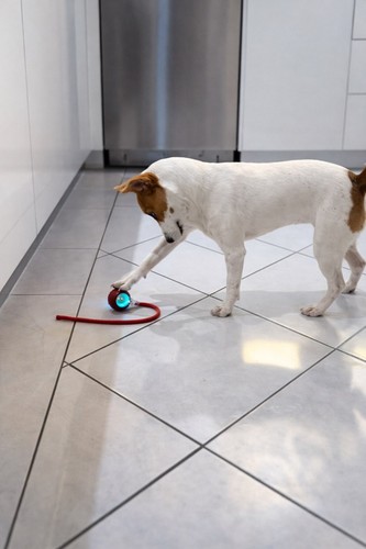 Jouet interactif chat chien - jouet, &