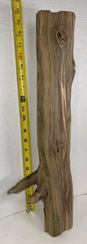 Driftwood pine taxidermy - driftwood,