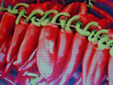 50 graines de piment Basque