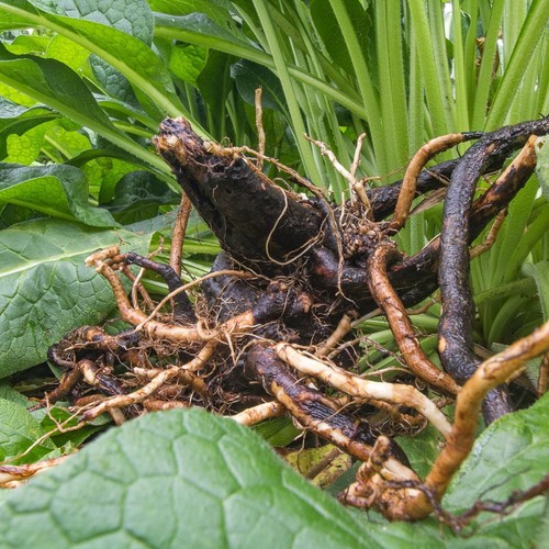Comfrey plant roots - comfrey,