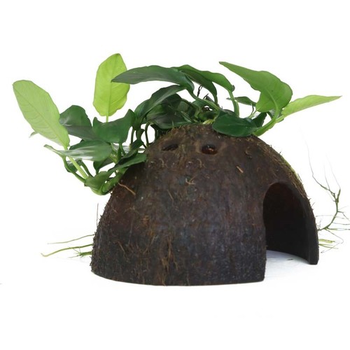 Plante aquarium anubias - d’aquarium,