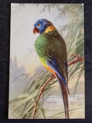 Illustree signee klein beau - cp,