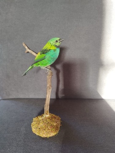 Taxidermie oiseau naturalisé - naturalisé,