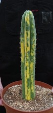 CACTUS ECHINOPSIS VARIEGATED  cactus copiapoa kakteen ortegocactus