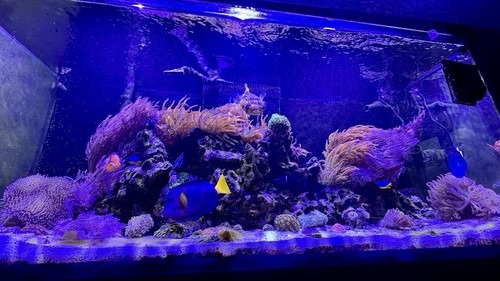 Red sea reefer 350 glass - sea,