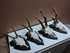 4 TROPHEE CHEVREUIL BROCARD