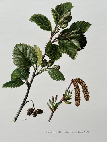Botanical print aune - botanical, vert
