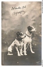 AYNP9-0859-CHIEN - Jack russel