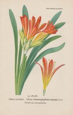 Klivie (Clivia Miniata)