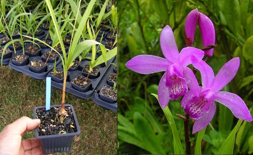 Bletilla striata orchidée - bletilla,