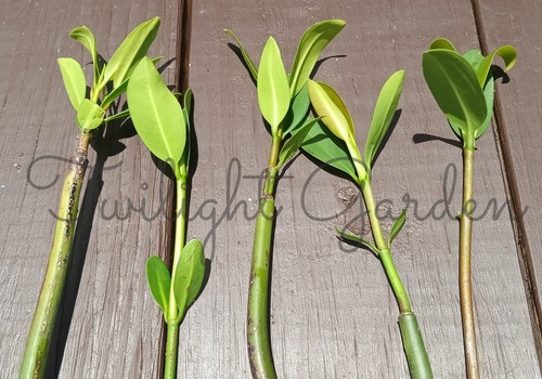 Mature mangrove plant - mature, 4+