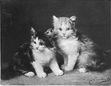 CHATONS SURPRIS (de Eugène