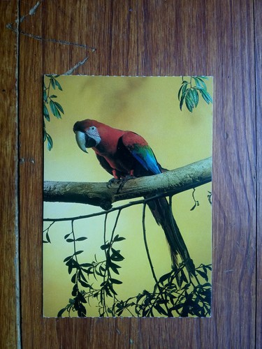 Ara chloroptere macaw - ara, parrot