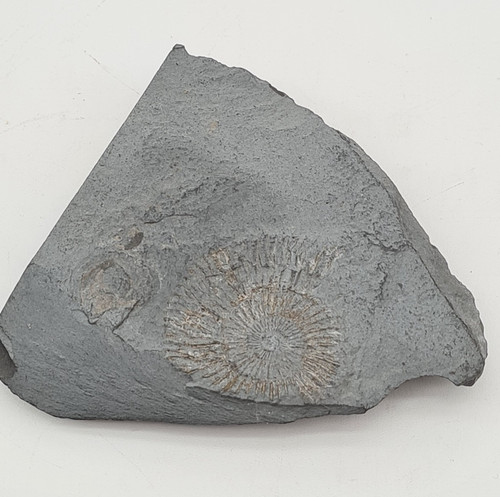 Ammonite dactylioceras